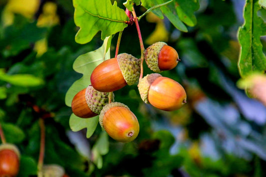 What can Acorns Teach Us?